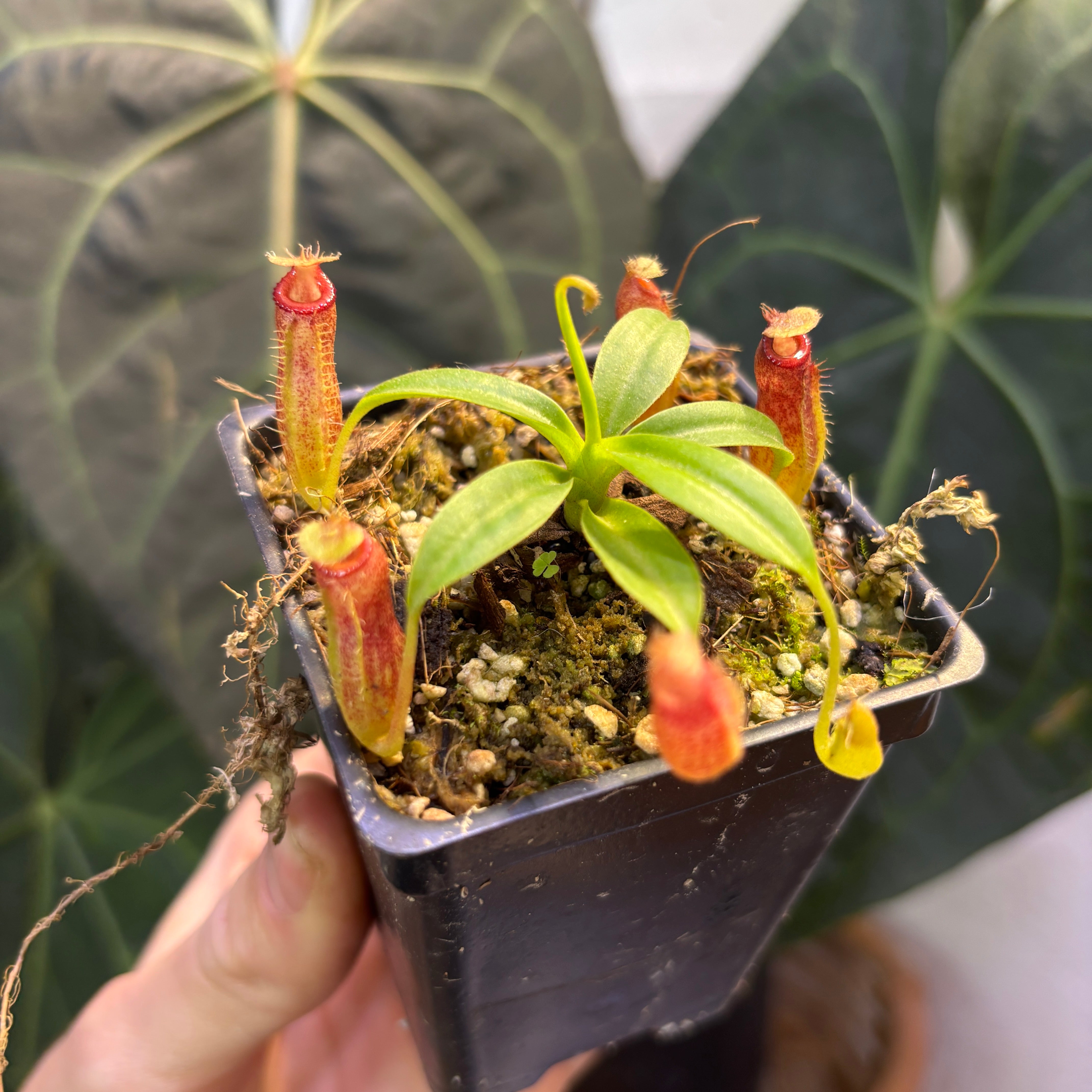 Nepenthes hybrid ウツボカズラ Nepenthes hybrid ウツボカズラ