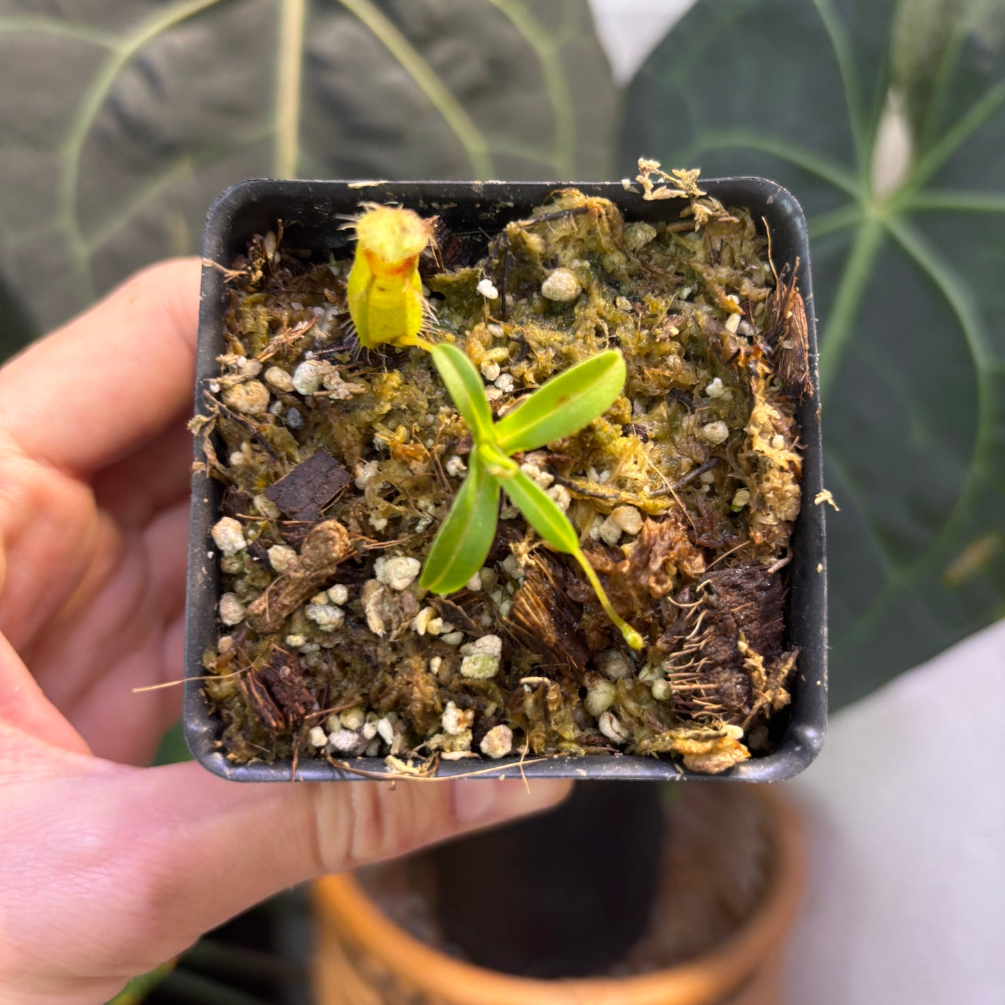 [W205] Nepenthes undulatifolia x macrophylla