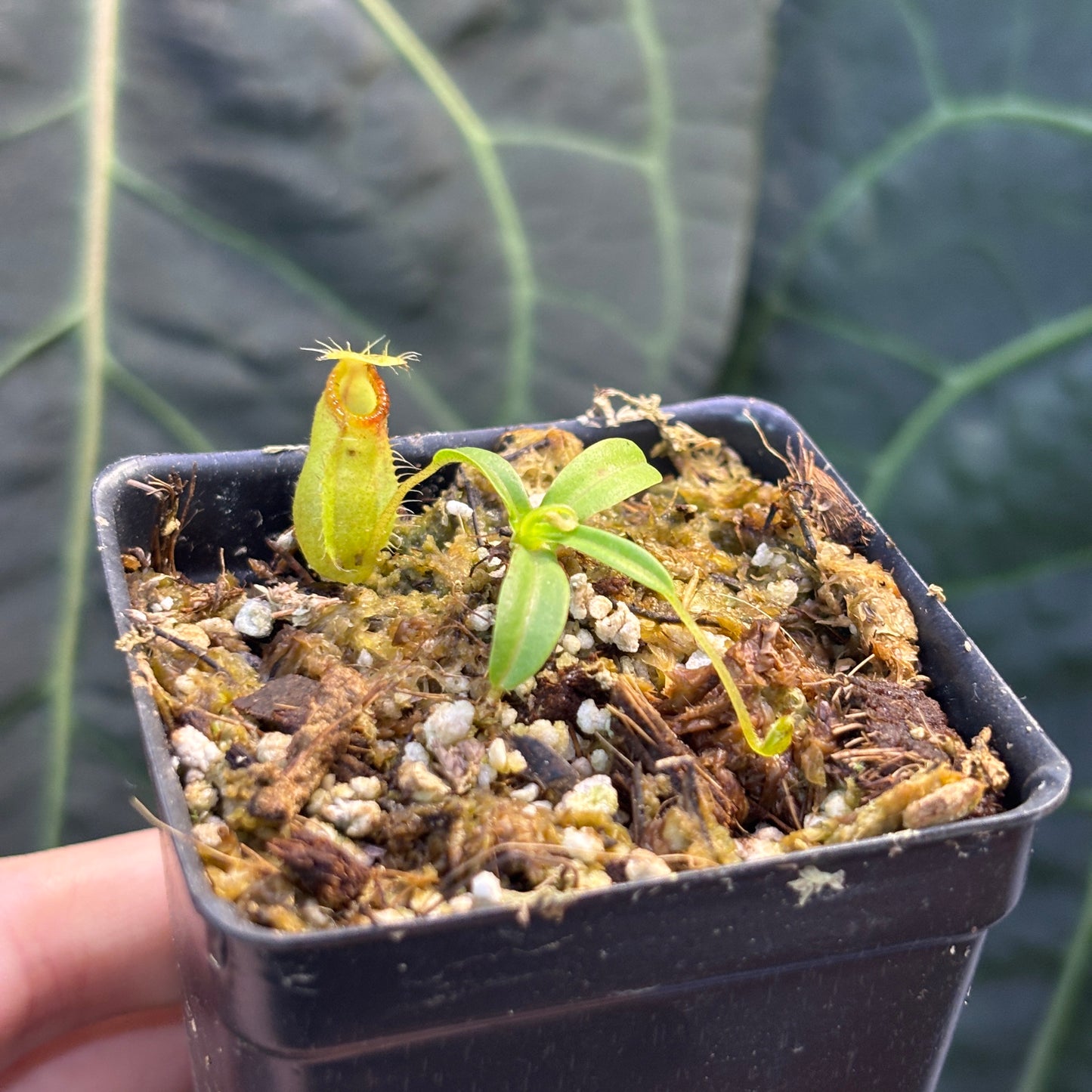 [W205] Nepenthes undulatifolia x macrophylla
