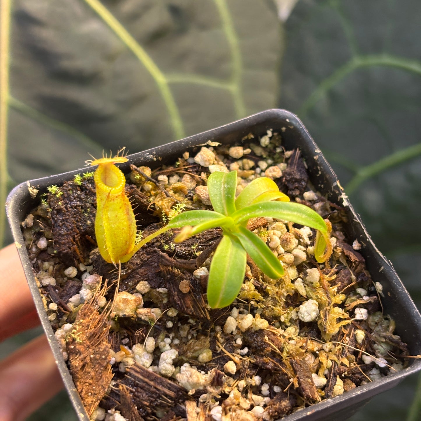 [W212] Nepenthes undulatifolia x edwardsiana