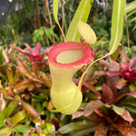 [A210] Nepenthes ventricosa "Porcelain"/"Alba" (XL, unpotted)