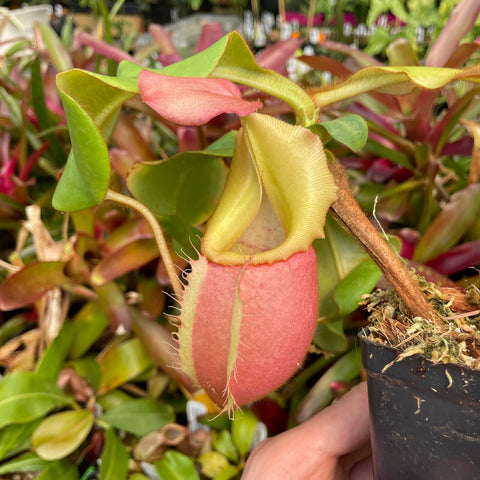 Close up of Nepenthes veitchii Cobra with a pink oval pitcher and pale yellow peristome in a black plastic pot