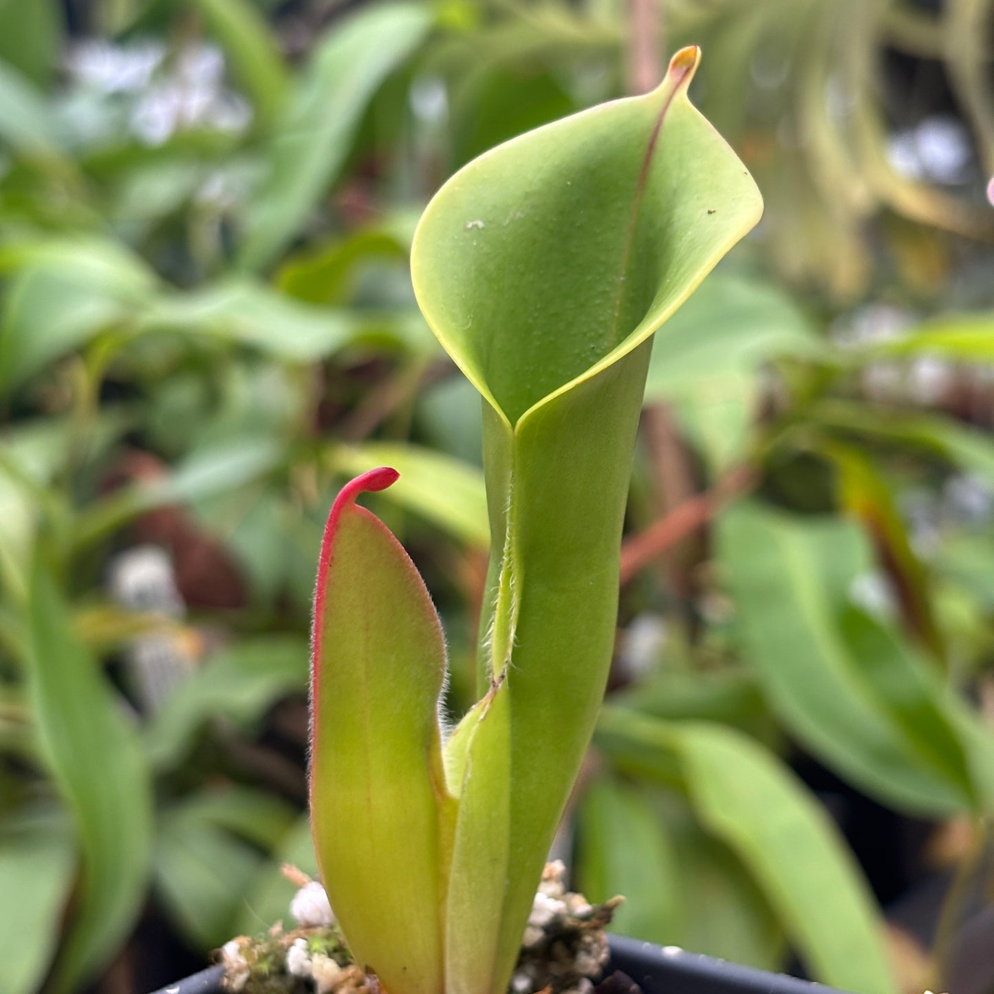 [A957] Heliamphora minor var. pilosa x macdonaldae - Clone: 07