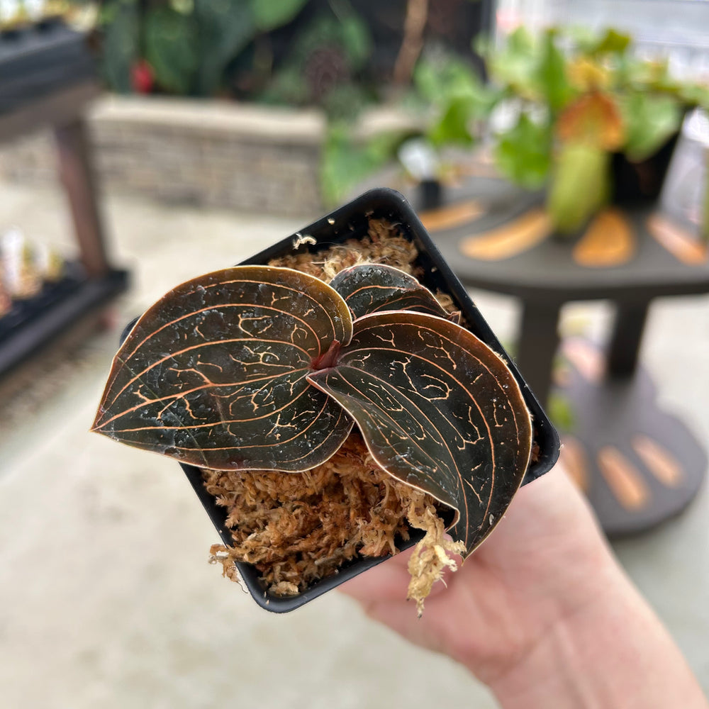
                      
                        Anoectochilus chapaensis, Golden jewel orchid
                      
                    