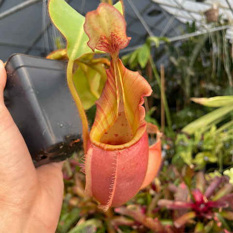 Close up of a large Nepenthes veitchii Cobra pitcher plant with a pink pitcher and yellow interior.