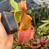 [A217] Nepenthes veitchii "Cobra" (Lg, Unpotted)