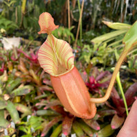 [A217] Nepenthes veitchii "Cobra" (Lg, Unpotted)