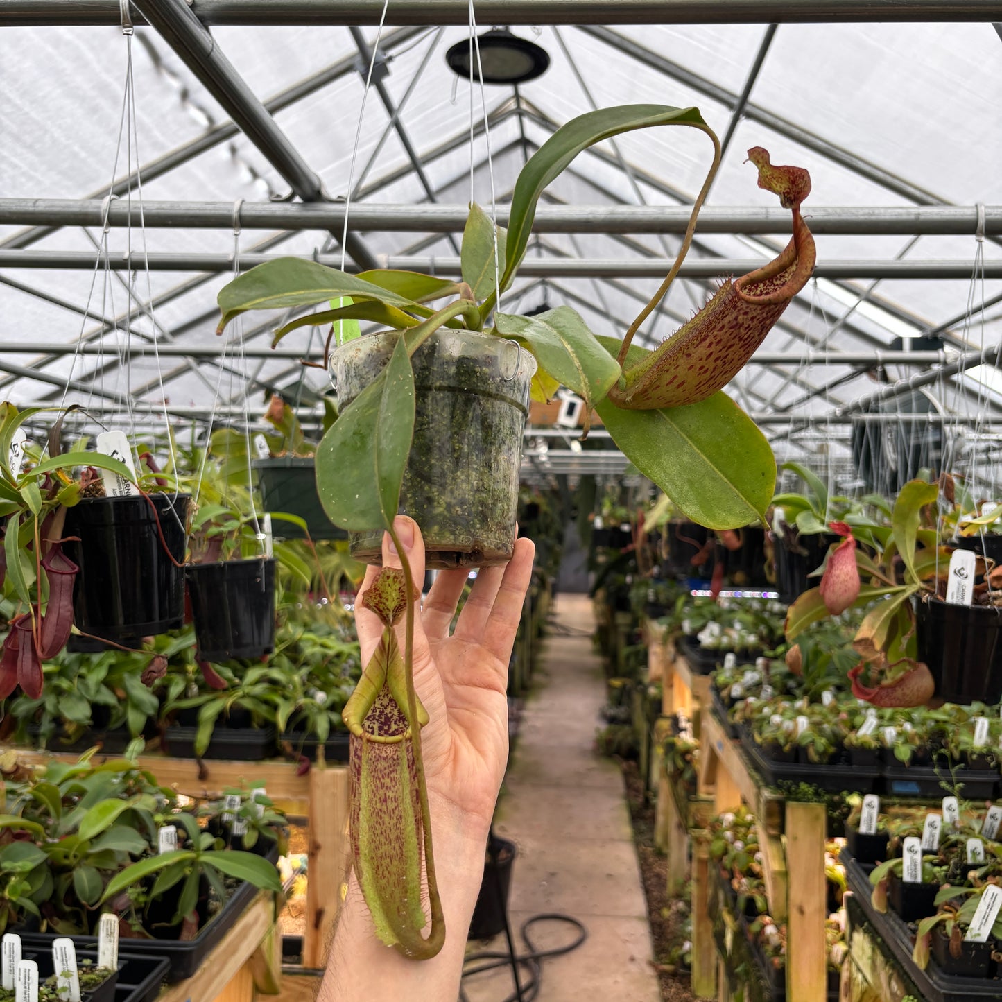 [A968]Nepenthes eymae hort (Lumut parents from EP), CAR-0442