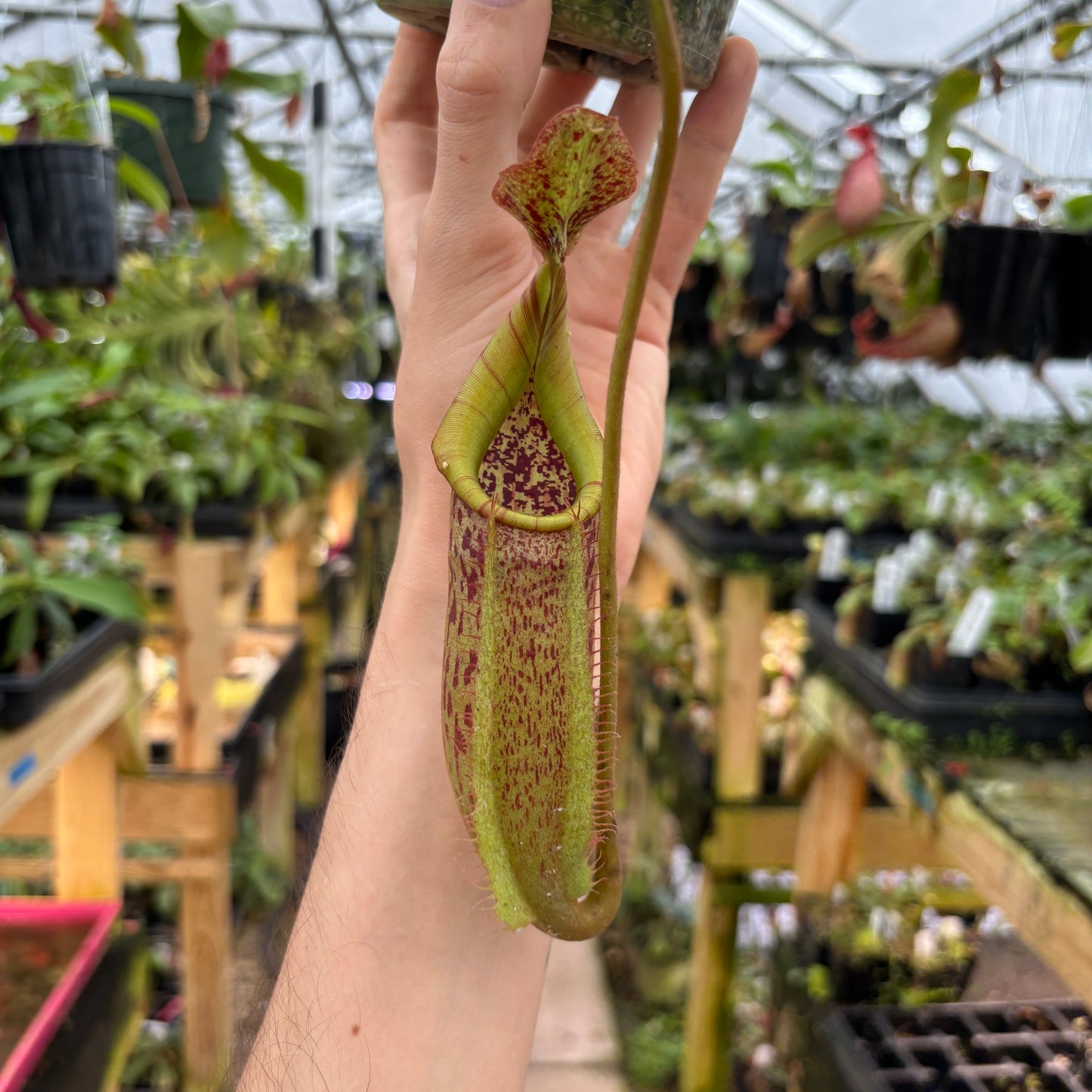 [A968]Nepenthes eymae hort (Lumut parents from EP), CAR-0442