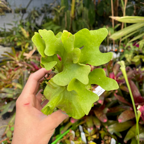 Dwarf Platycerium ridleyi staghorn fern with lime green lobed fronds held in a hand
