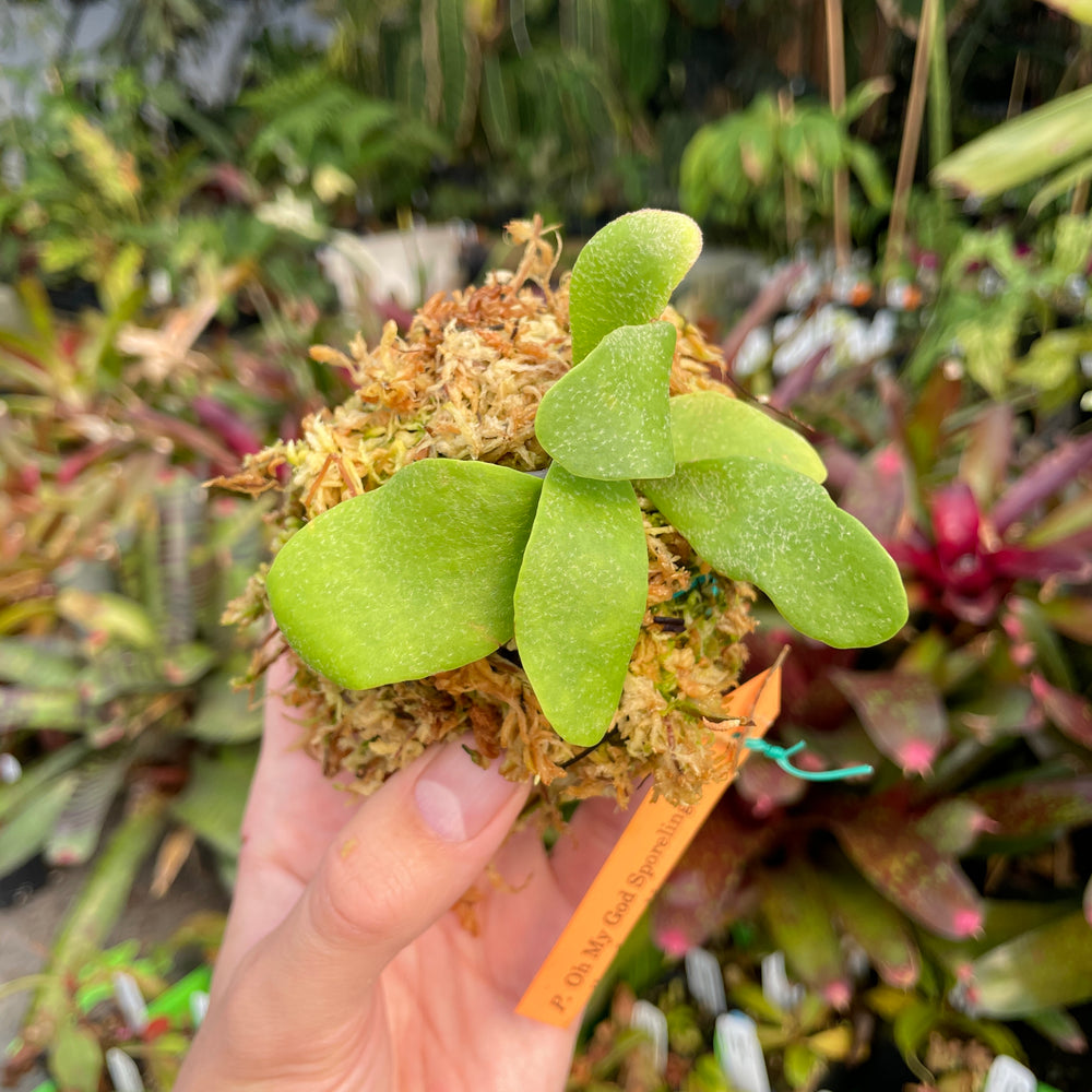 
                      
                        Platycerium willinckii "OMG" Staghorn Fern, Rare Plant
                      
                    