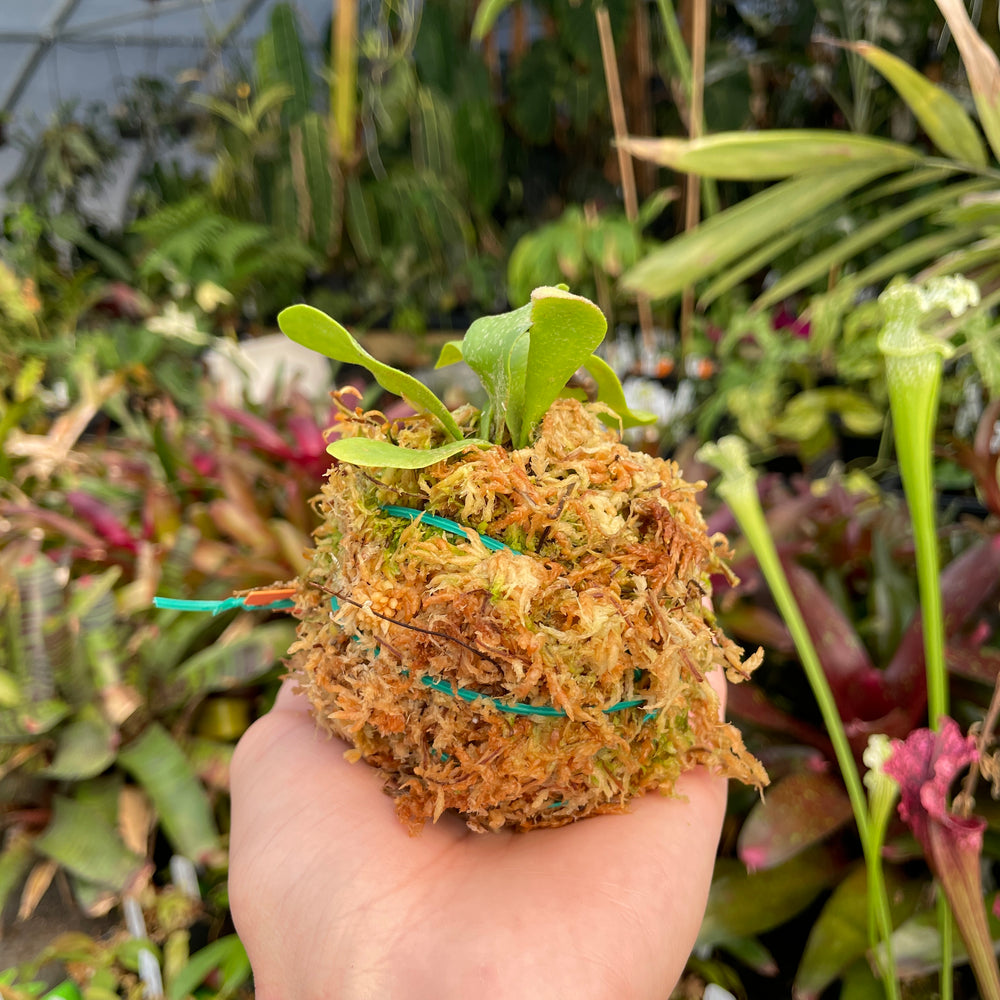 
                      
                        Platycerium willinckii "OMG" Staghorn Fern, Rare Plant
                      
                    