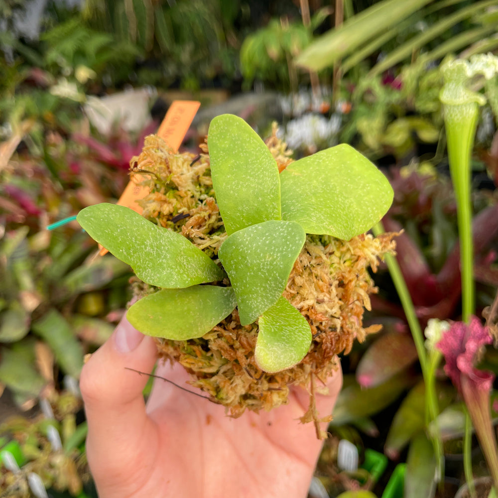 Platycerium willinckii "OMG" Staghorn Fern, Rare Plant
