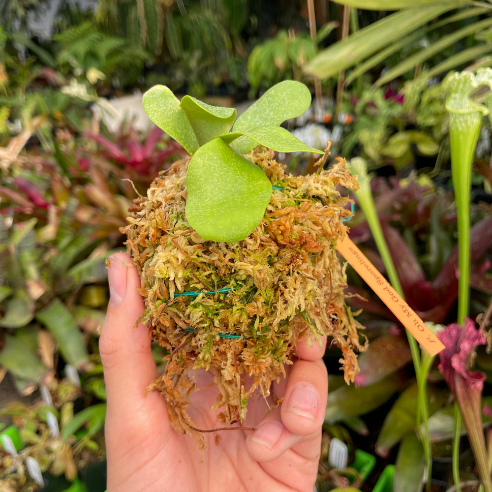 
                      
                        Platycerium willinckii "OMG" Staghorn Fern, Rare Plant
                      
                    