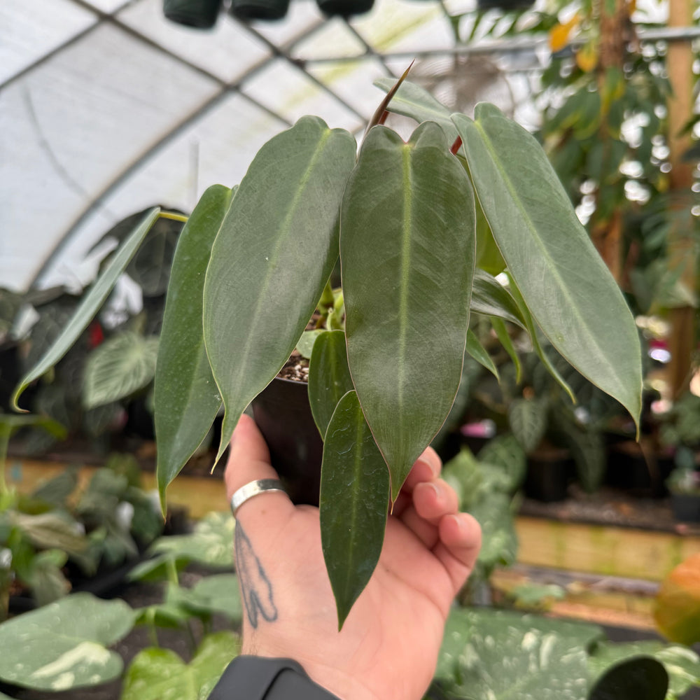holy philodendron Philodendron spiritus sancti – Carnivero