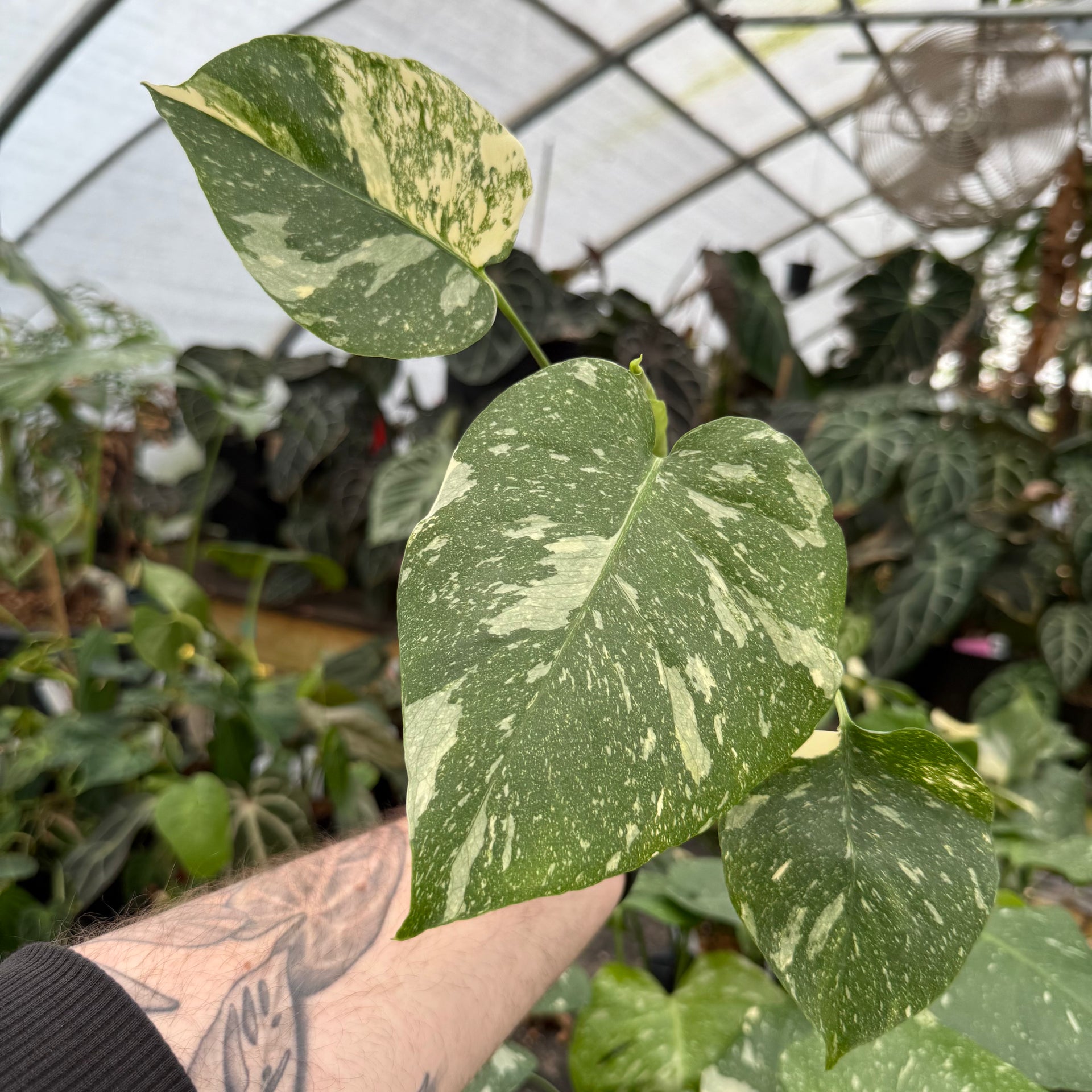 monstera thai constellation climber or crawler Monstera deliciosa 'Thai Constellation' – Carnivero