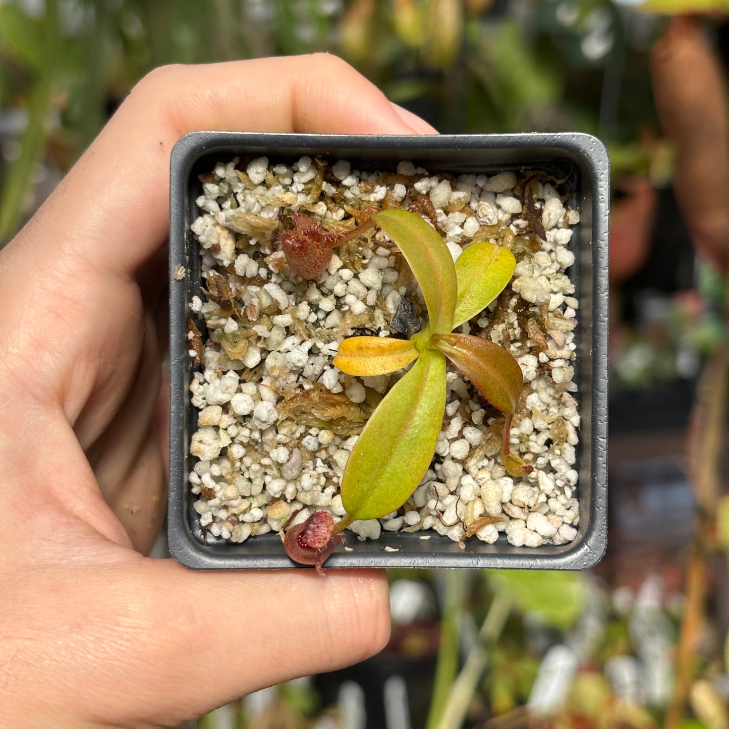 [W213] Nepenthes villosa x hamata, BE-4099