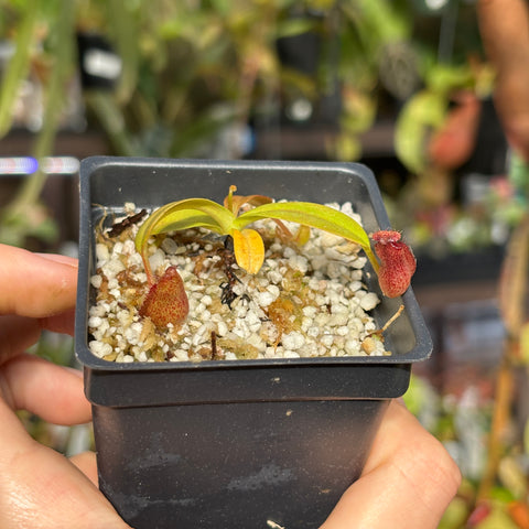 Young Nepenthes villosa x hamata hybrid in a small pot with red pitchers and light green leaves.