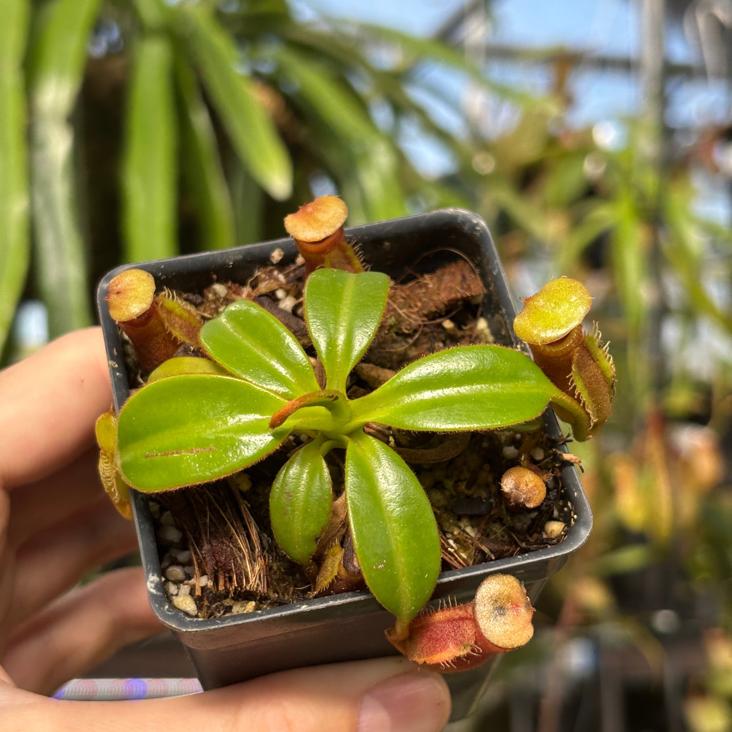 [W214] Nepenthes macrophylla, Clone: ed1 (Gunung Trusmadi, Borneo)