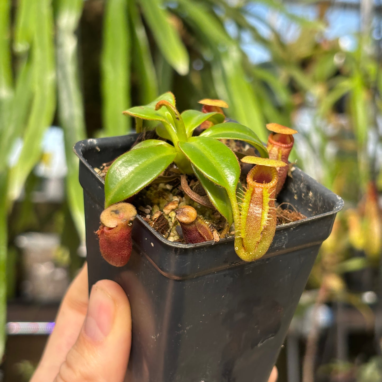 [W214] Nepenthes macrophylla, Clone: ed1 (Gunung Trusmadi, Borneo)