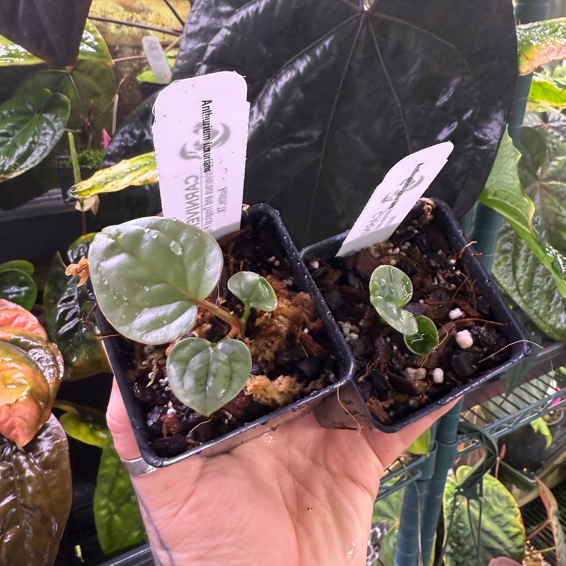 高さ47cm程 安心の大株 Anthurium Luxurians ハイブリッド Anthurium Luxurians *Growers Choice* – Fontanimal Plant House
