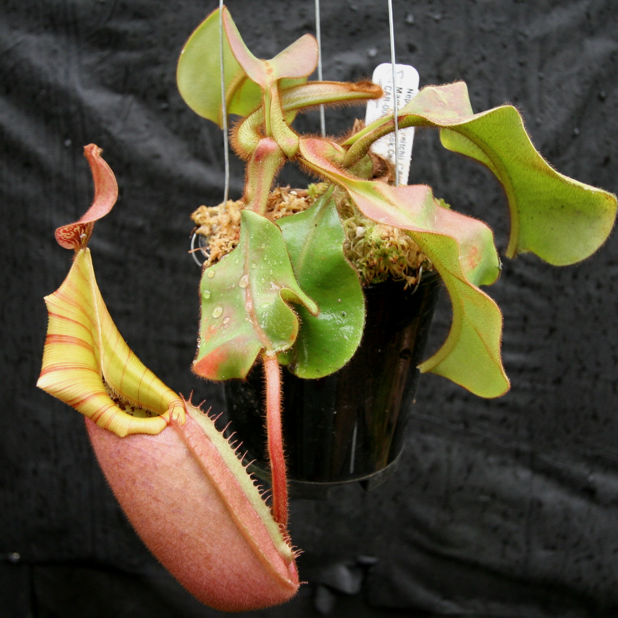 Nepenthes veitchii (