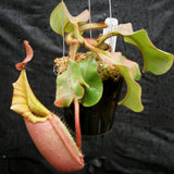  Nepenthes veitchii (k) “Big Mama” x “Pink Candy Cane” large squat striped peristome pitcher, Pitcher plant, carnivorous plant, collectors plant, large pitchers, rare nepenthes, terrarium plant, easy to grow nepenthes, beginner nepenthes, beginner pitcher plants, nepenthes hybrid, veitchii hybrid. 