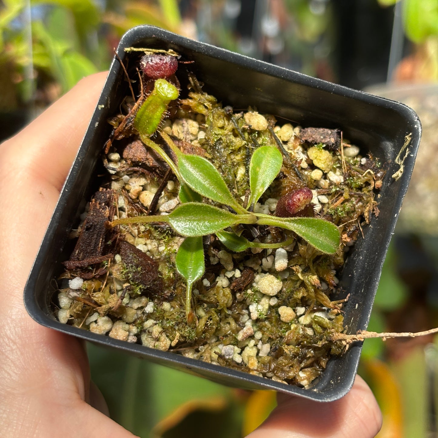 [A216] Nepenthes lowii Trusmadi, Clone MB1