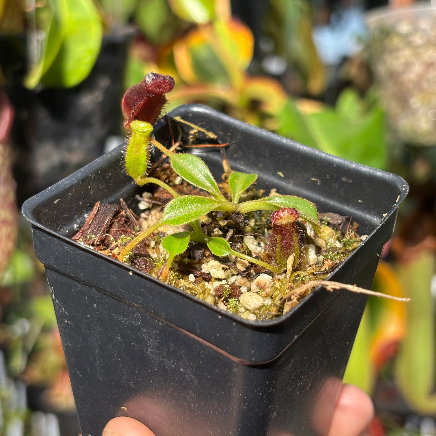 [A216] Nepenthes lowii Trusmadi, Clone MB1