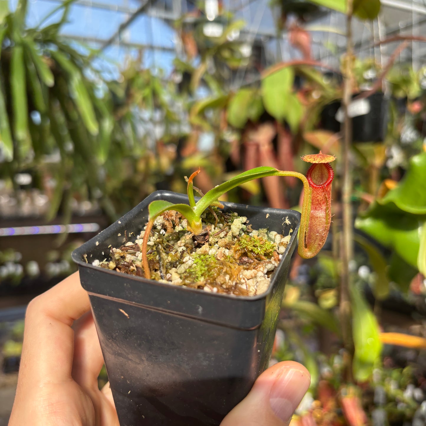 [W217] Nepenthes (diabolica x hamata) x Trusmadiensis