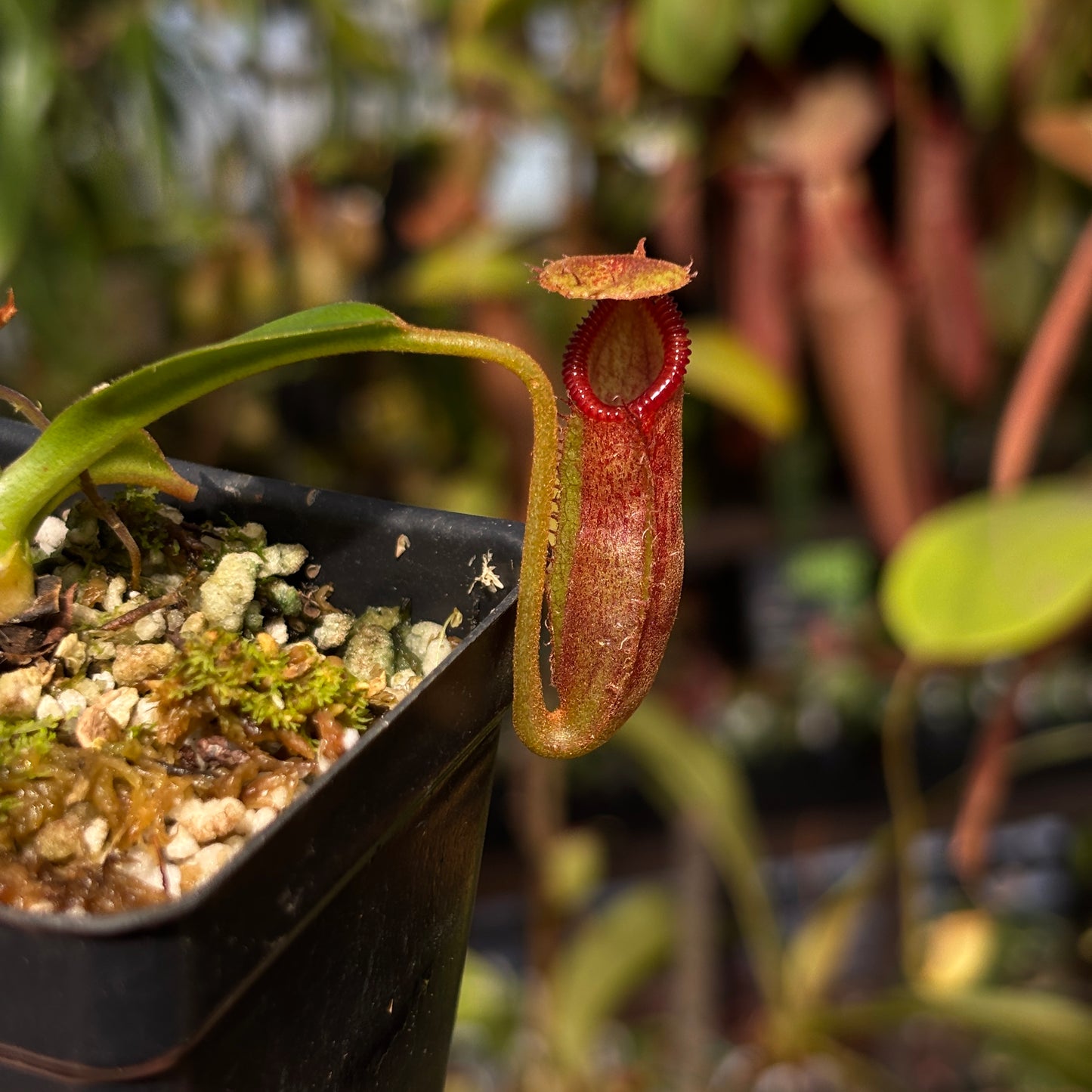 [W217] Nepenthes (diabolica x hamata) x Trusmadiensis