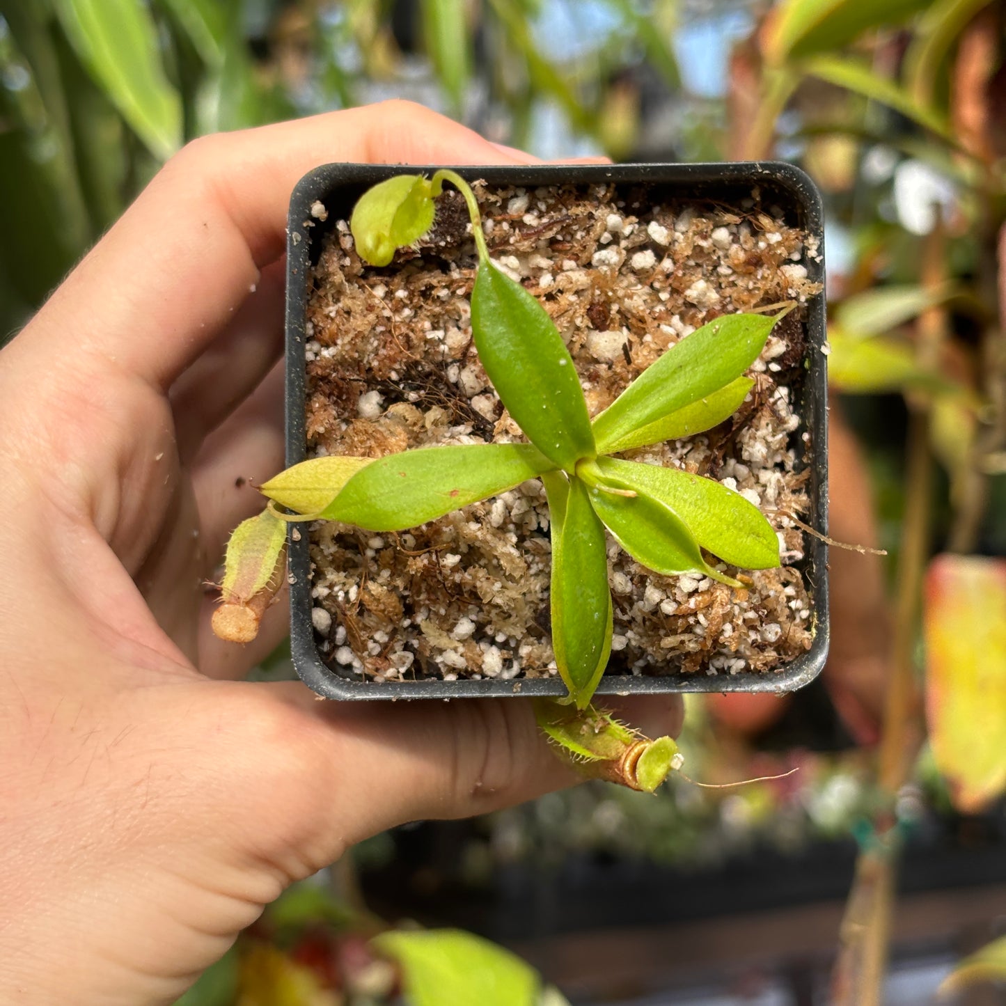 [W218] Nepenthes peltata