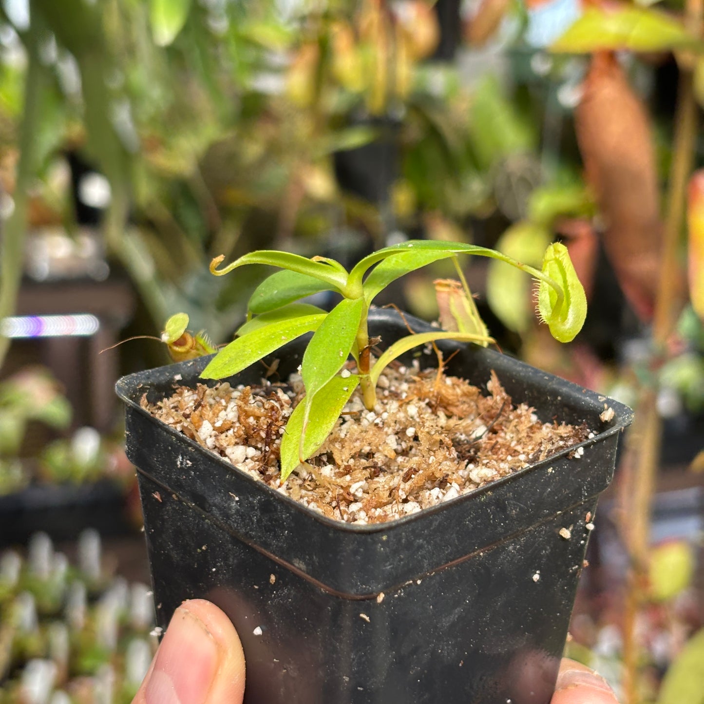 [W218] Nepenthes peltata
