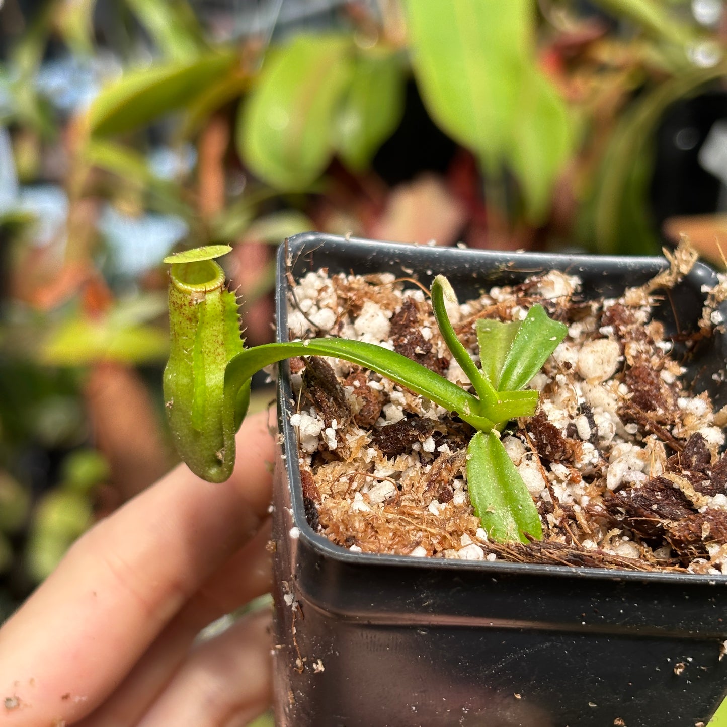 [W219]  Nepenthes marpesa x edwardsiana