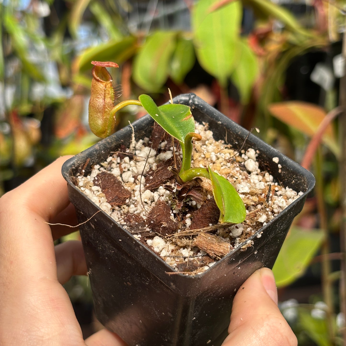 [W221] Nepenthes (lowii x macrophylla) x robcantleyi BE-4018