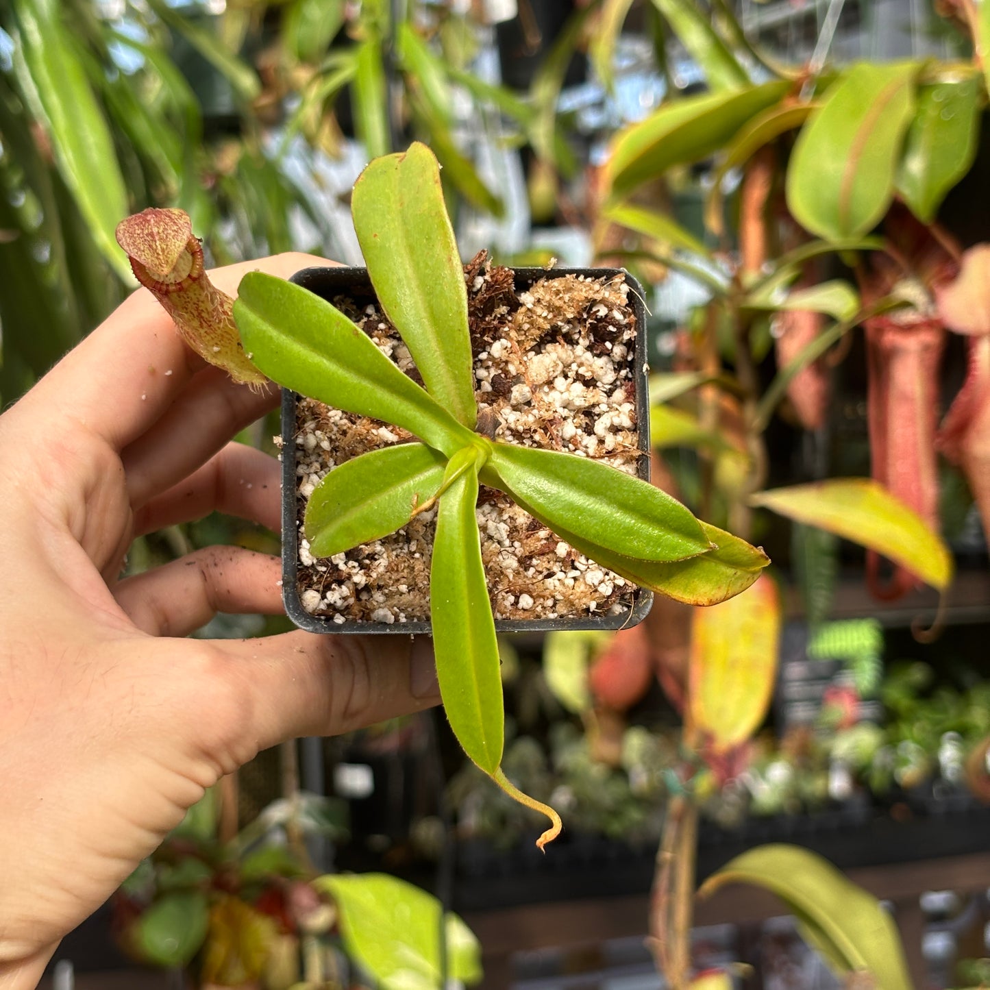 [W222] Nepenthes (spectabilis x lowii) x hamata, CAR-0076