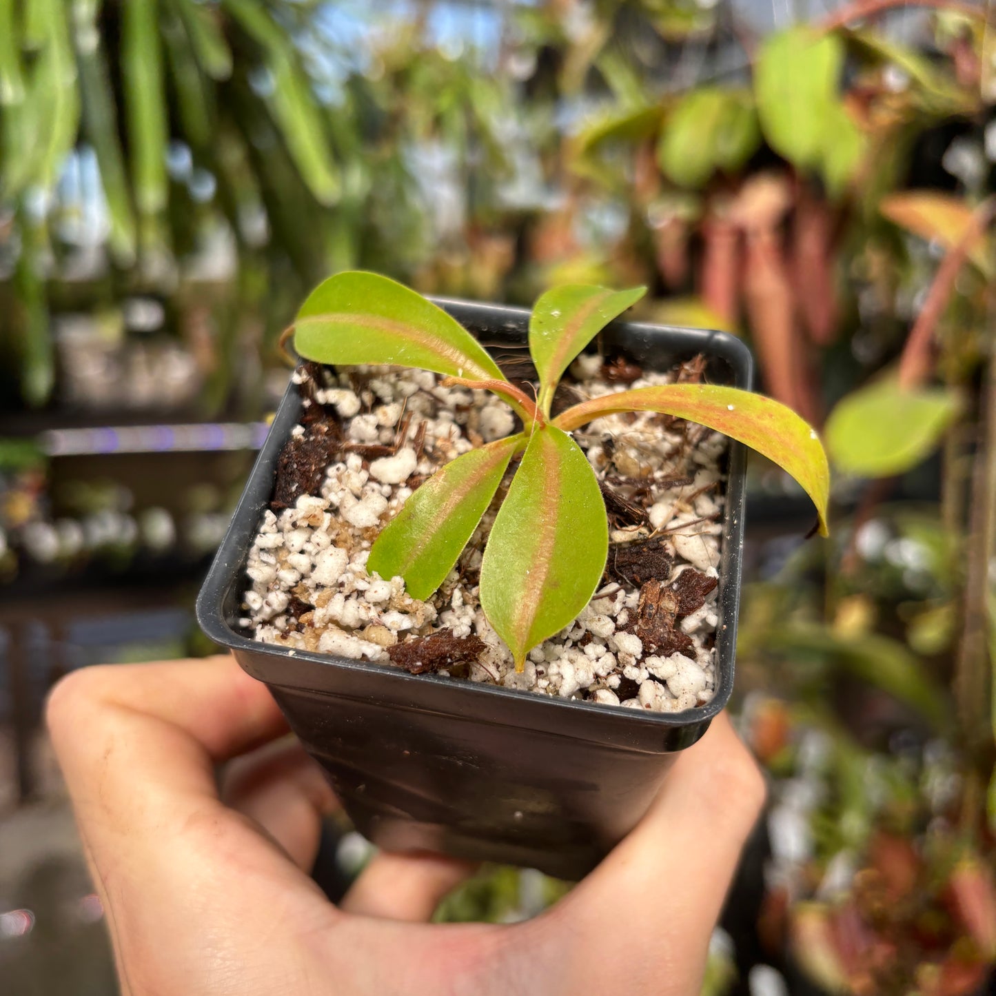 [W223] Nepenthes (spathulata x lowii) x  redonkulas, CAR-0160