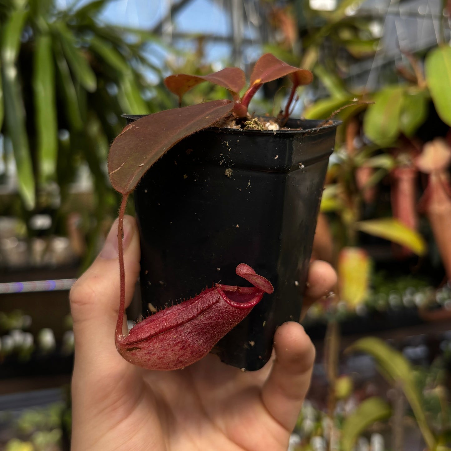 [W224] Nepenthes rajah x (burbidgeae x edwardsiana)