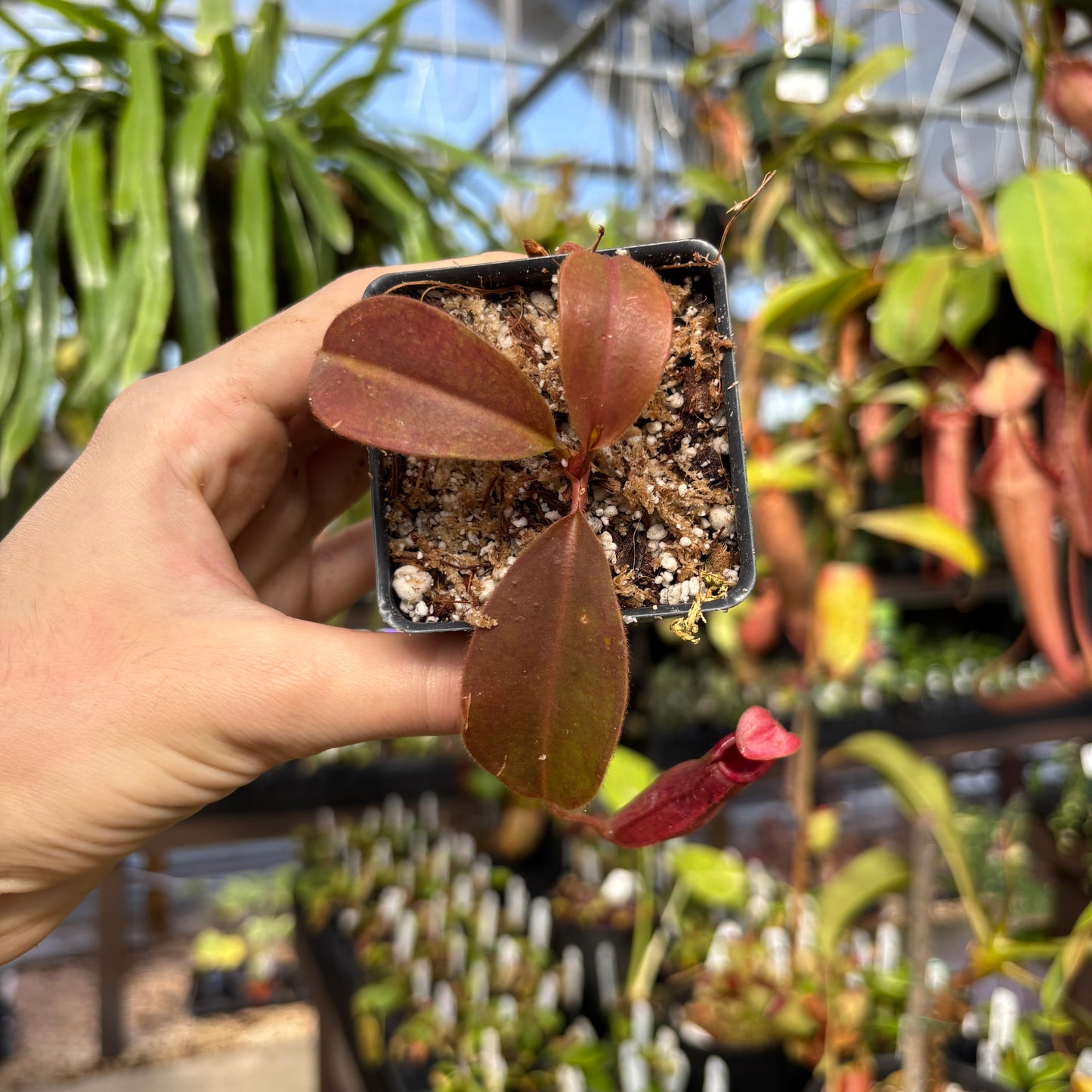 [W224] Nepenthes rajah x (burbidgeae x edwardsiana)