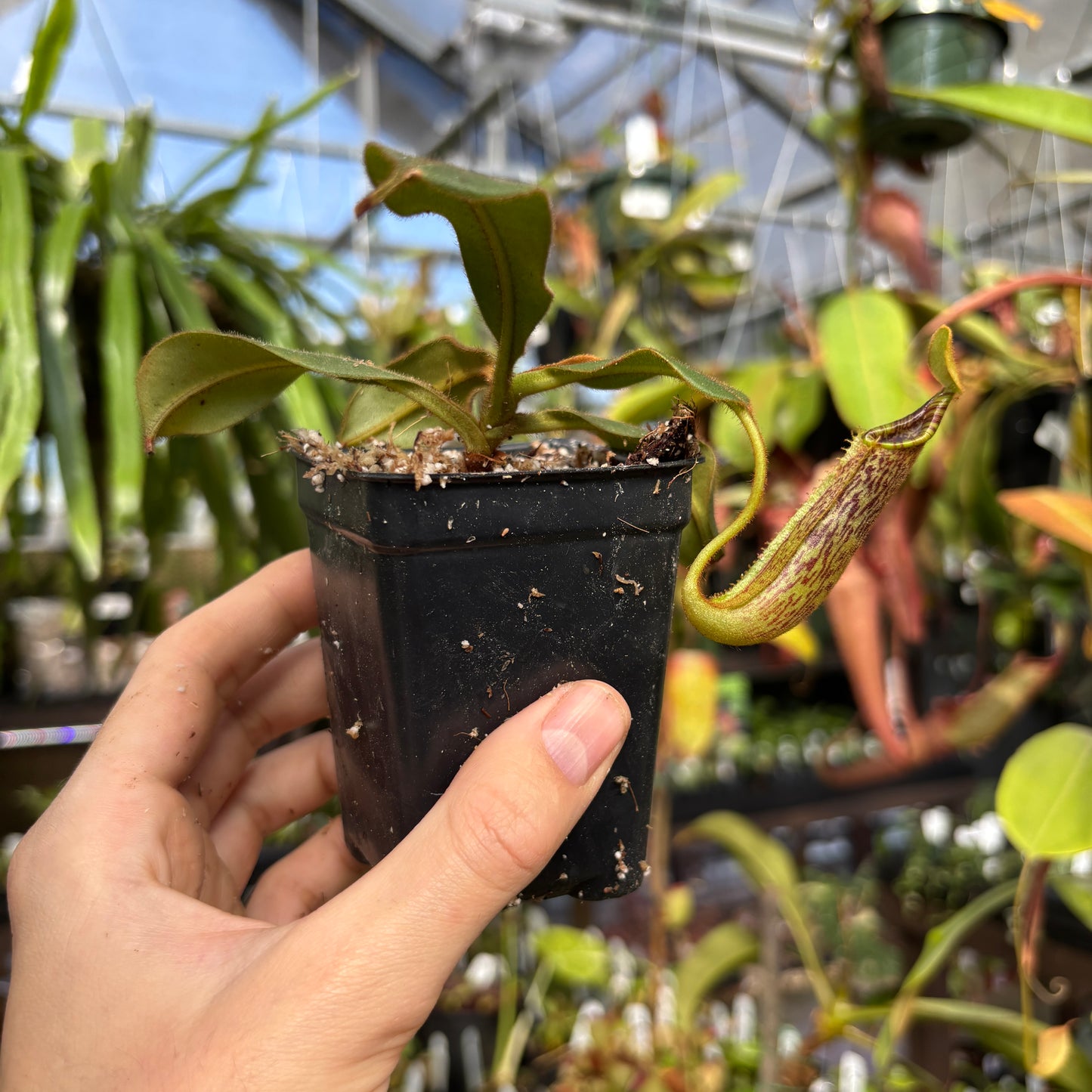 [W225] Nepenthes platychila x mollis