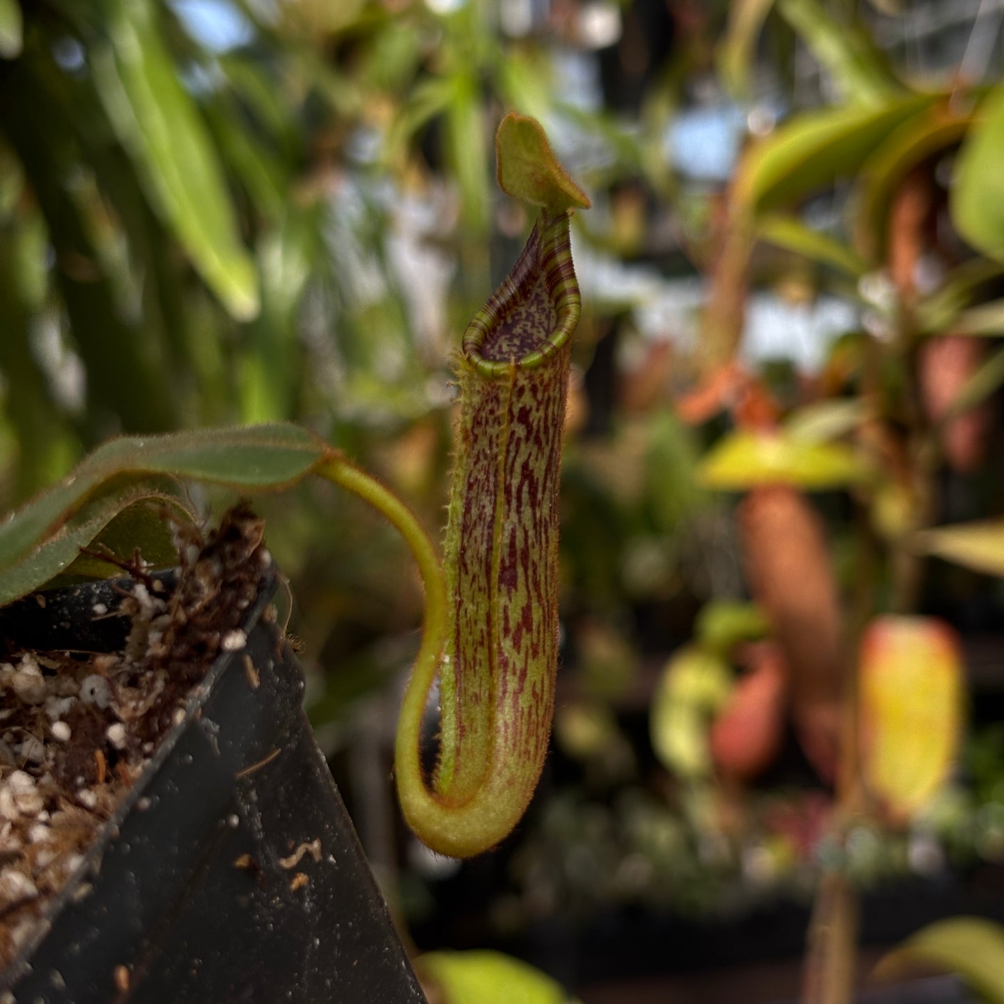[W225] Nepenthes platychila x mollis
