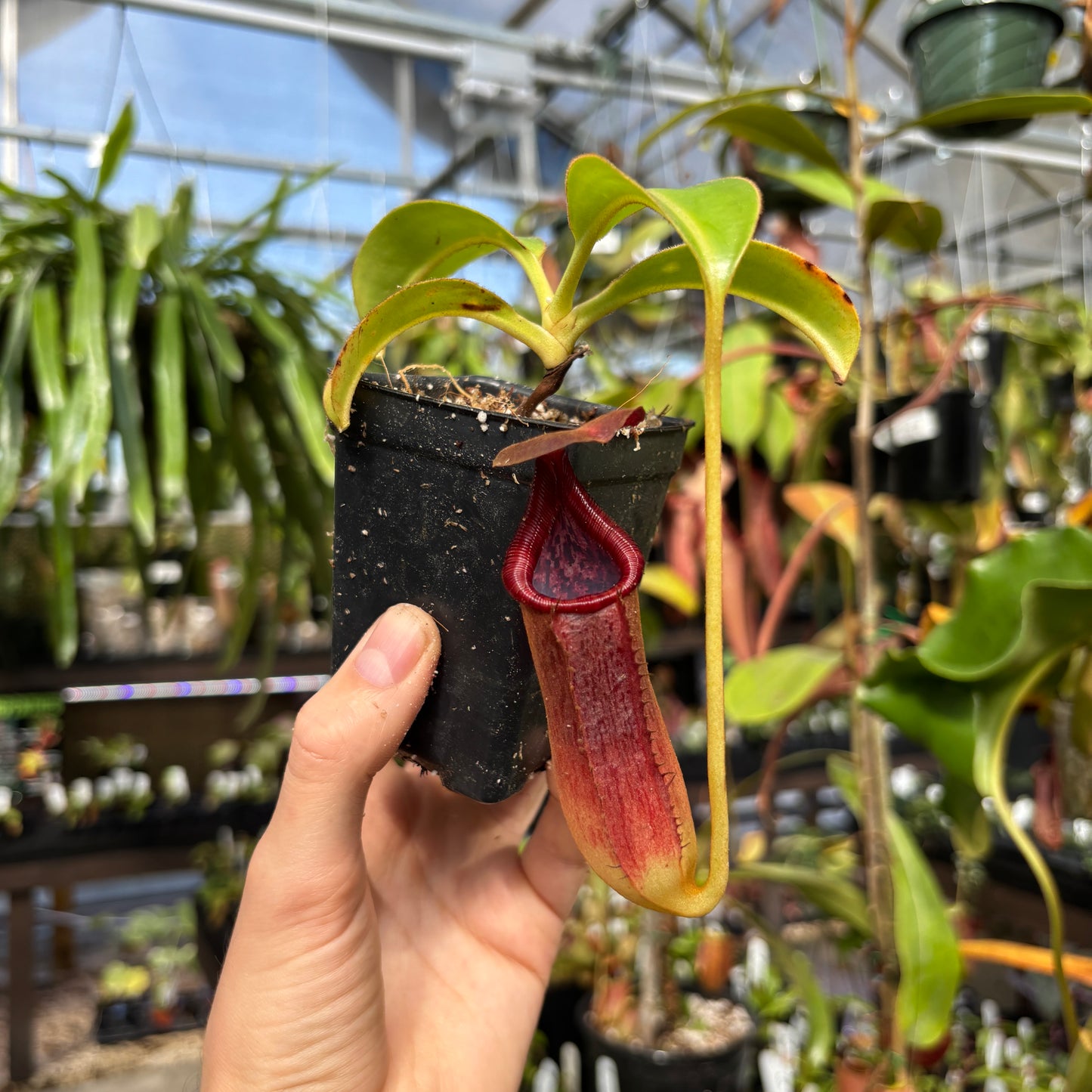 [W227] Nepenthes copelandii x lowi