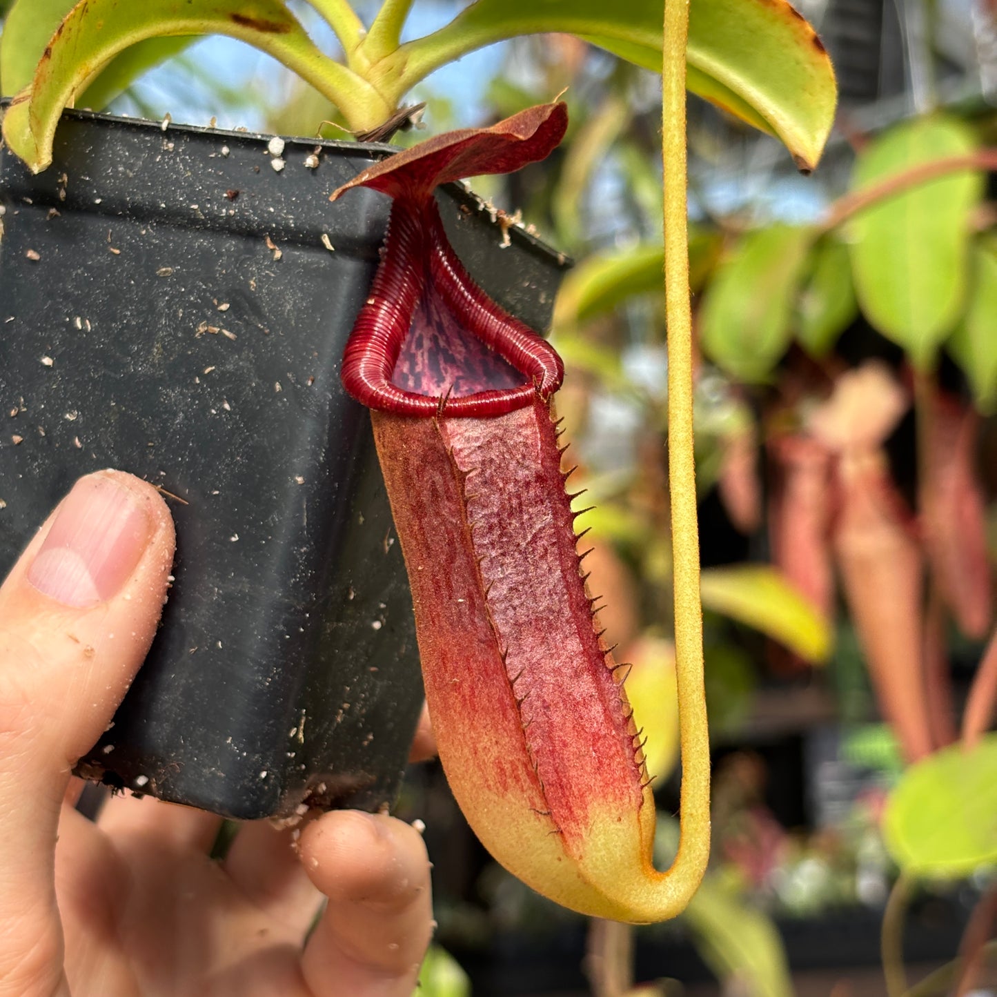 [W227] Nepenthes copelandii x lowi