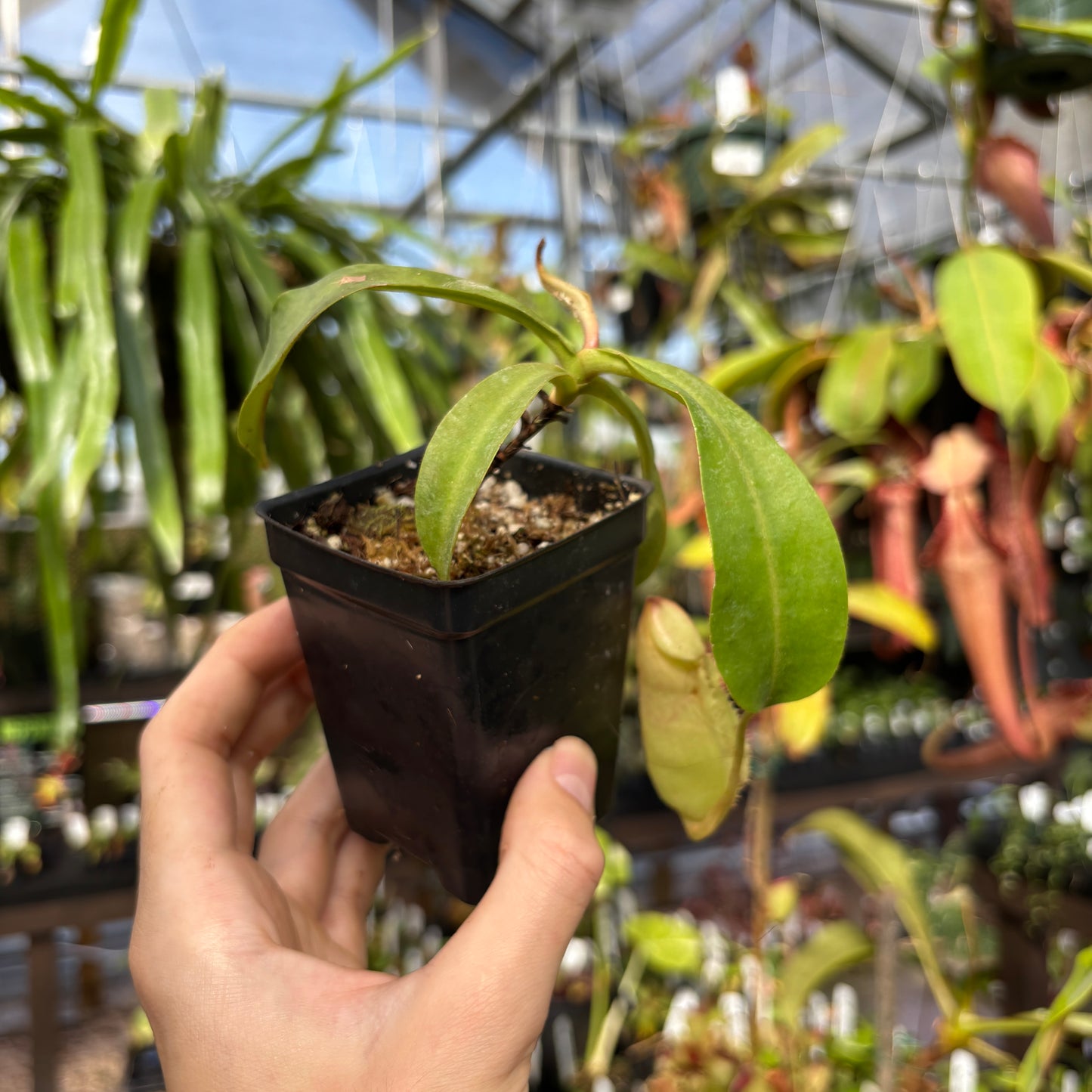 [W228] Nepenthes veitchii Nepenthes veitchii (Murud x Bareo)-Best x (peltata x tenuis), CAR-0631