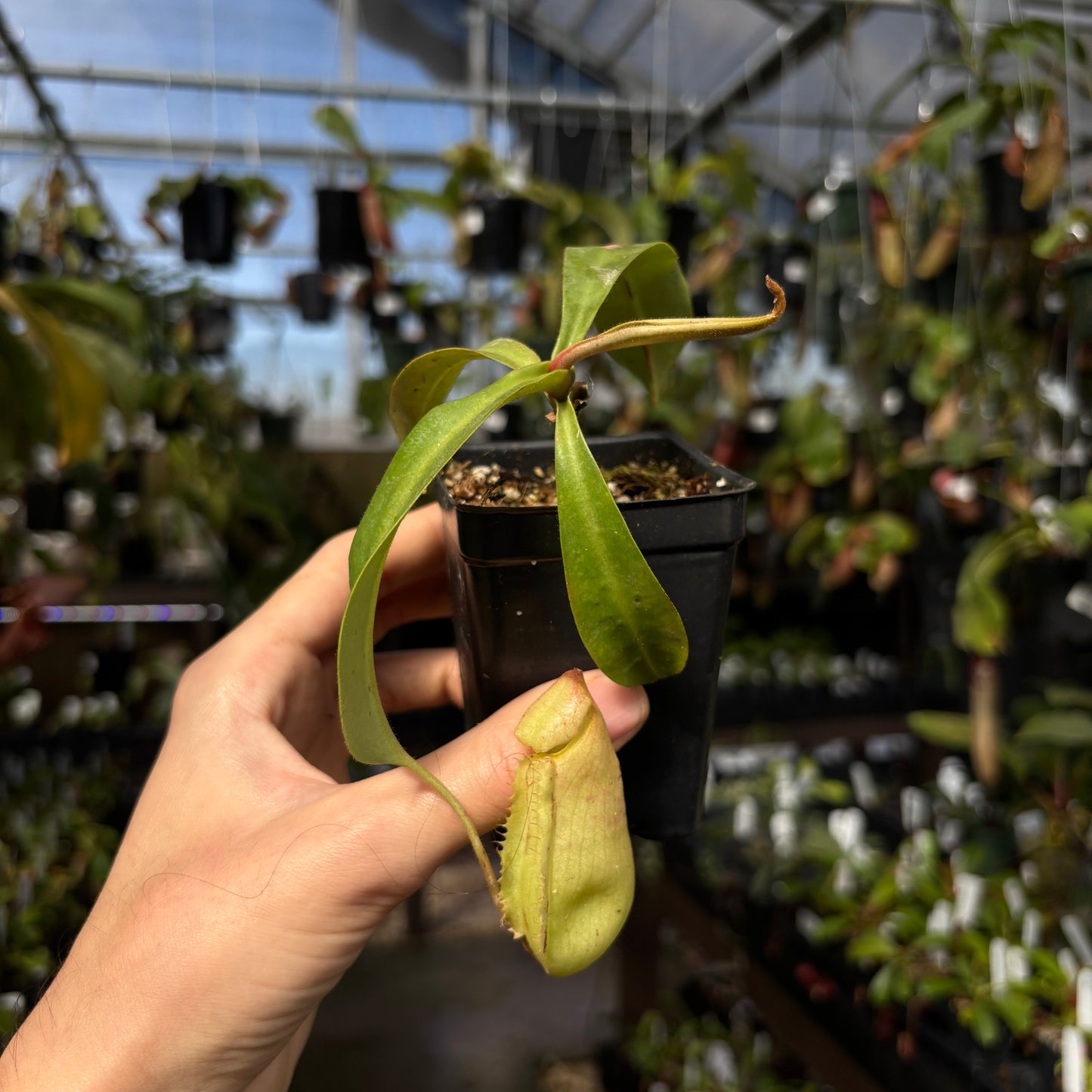 [W228] Nepenthes veitchii Nepenthes veitchii (Murud x Bareo)-Best x (peltata x tenuis), CAR-0631