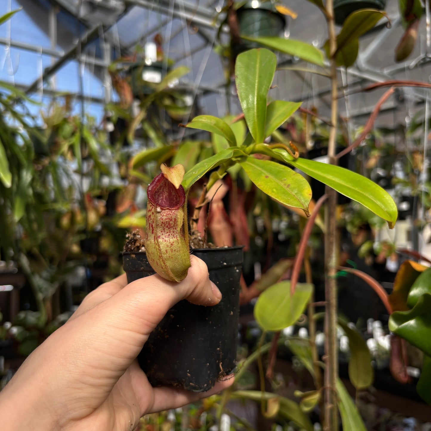 [W229] Nepenthes hamata x veitchii