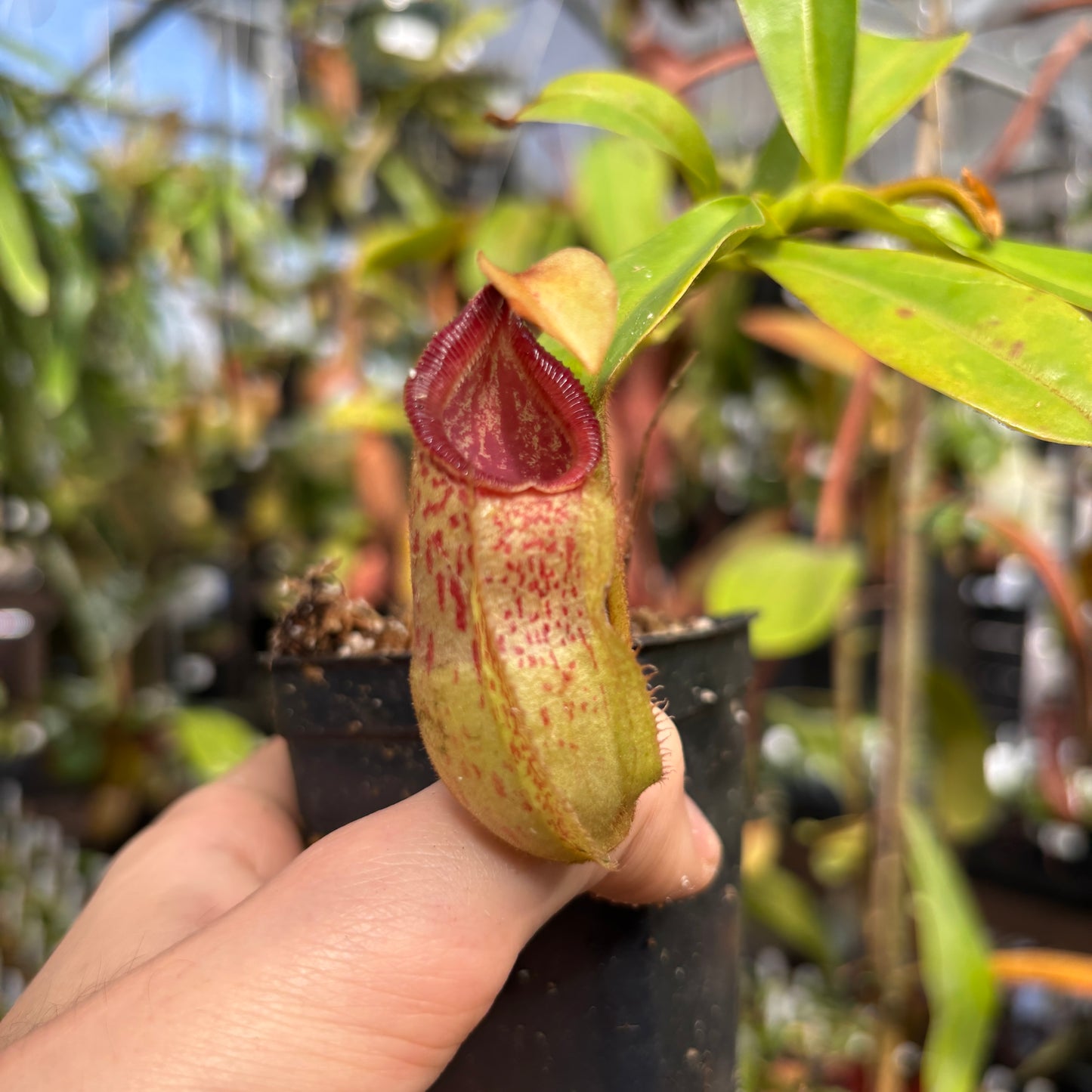 [W229] Nepenthes hamata x veitchii