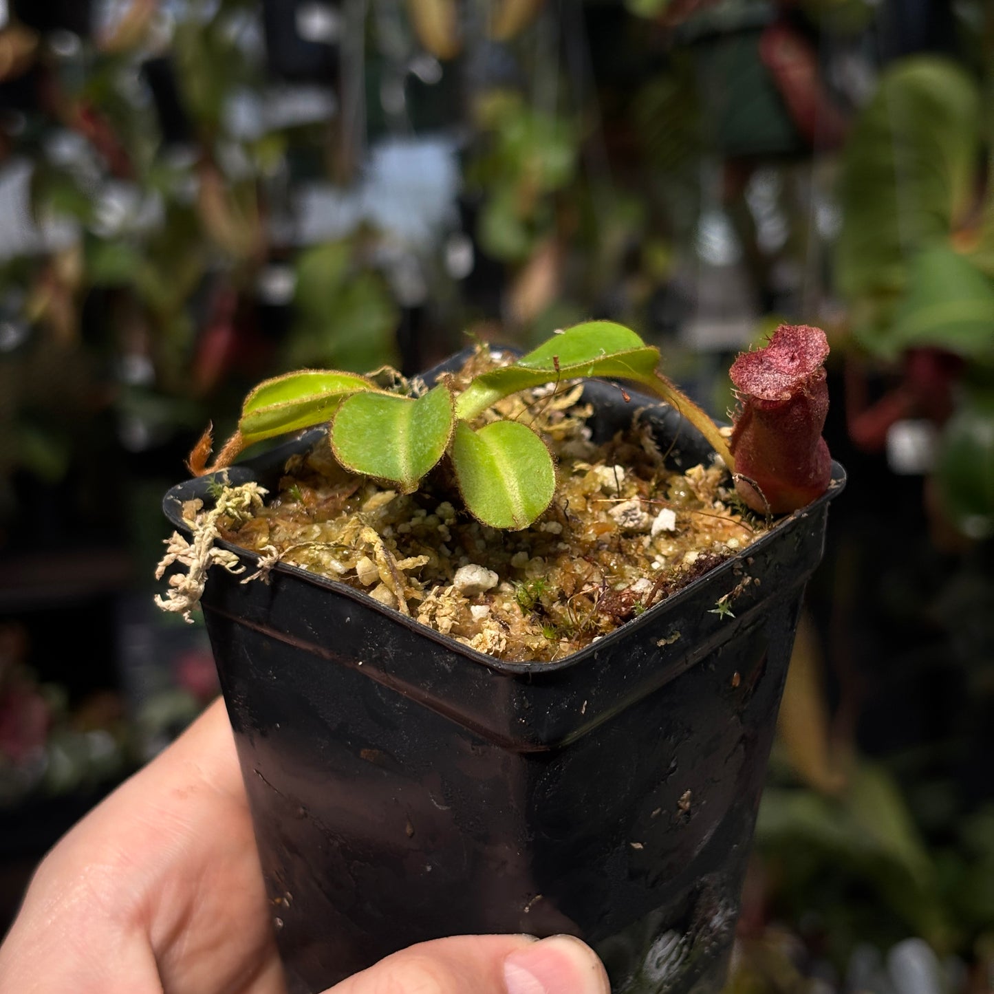 [W230] Nepenthes (truncata x peltata) x lowii