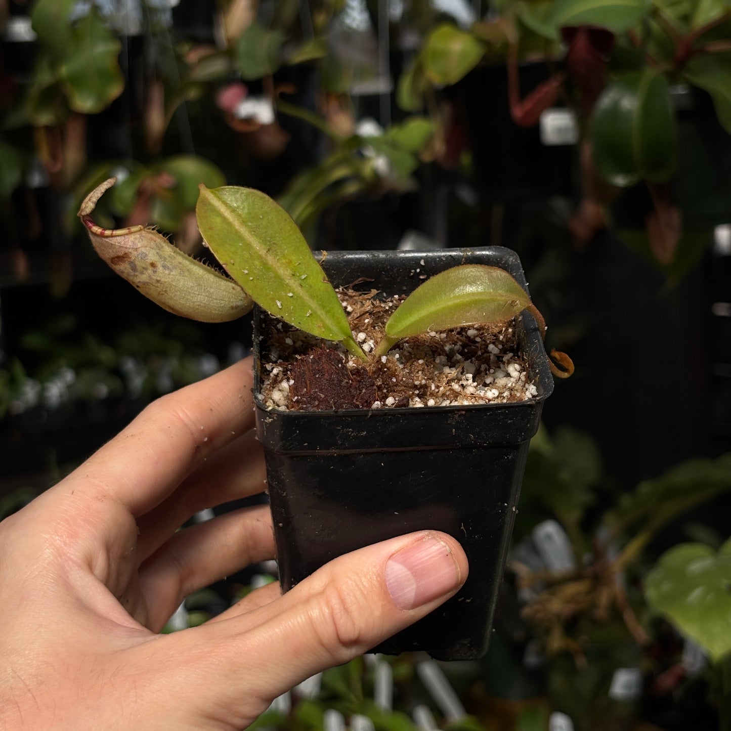 [W231] Nepenthes burbidgeae x (veitchii x lowii)