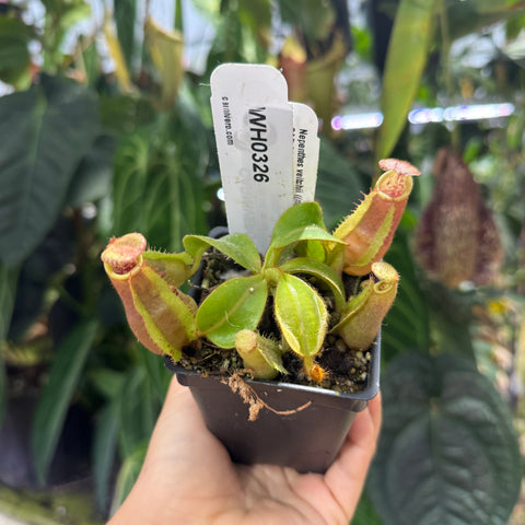 WH0326	Nepenthes veitchii ((m) grex #2 x 'Candy Dreams'), CAR-0843	(S)